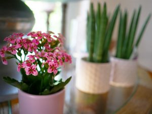Pflanzenhalter für dekorative Elemente in der eigenen Wohnung